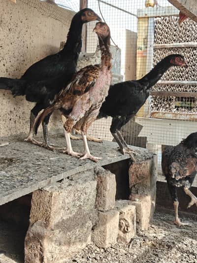 Pure Aseel Chicks For Sale – 9 Months, Male & Female Mix – 10 Pieces
