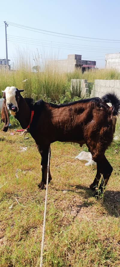 bakra / beetal bakra / nagra bakra / 2 dant / goat / goats