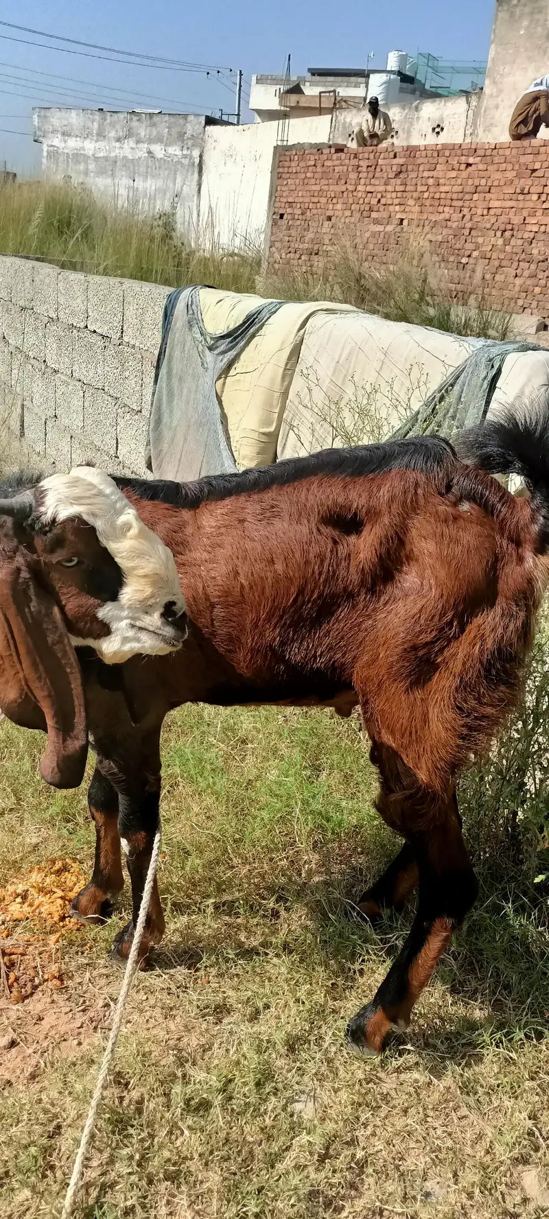 bakra / beetal bakra / nagra bakra / 2 dant / goat / goats — photo 4