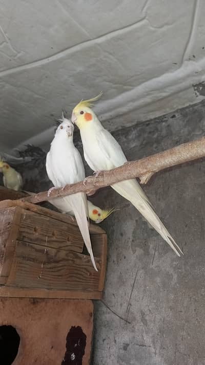 Cockatiel full breeder pair