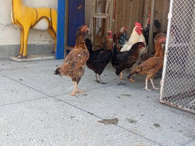 4 Female hens for sale