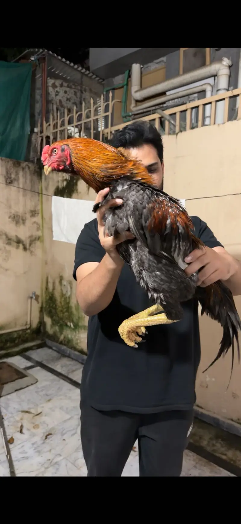 Blue Dragon Breed Pair — photo 3