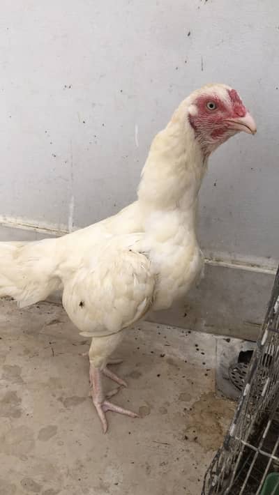 herra female with chick for sale 5 chick