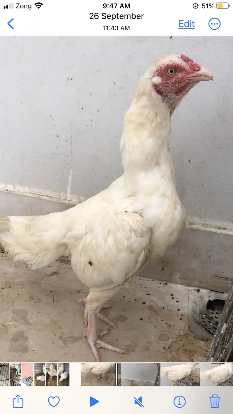 herra female with chick for sale 5 chick — photo 2