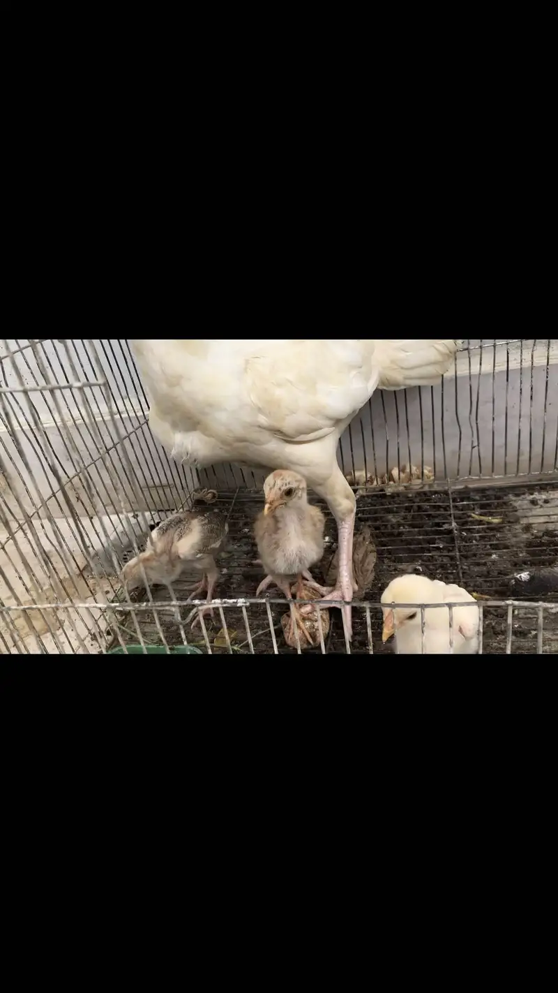 herra female with chick for sale 5 chick — photo 3