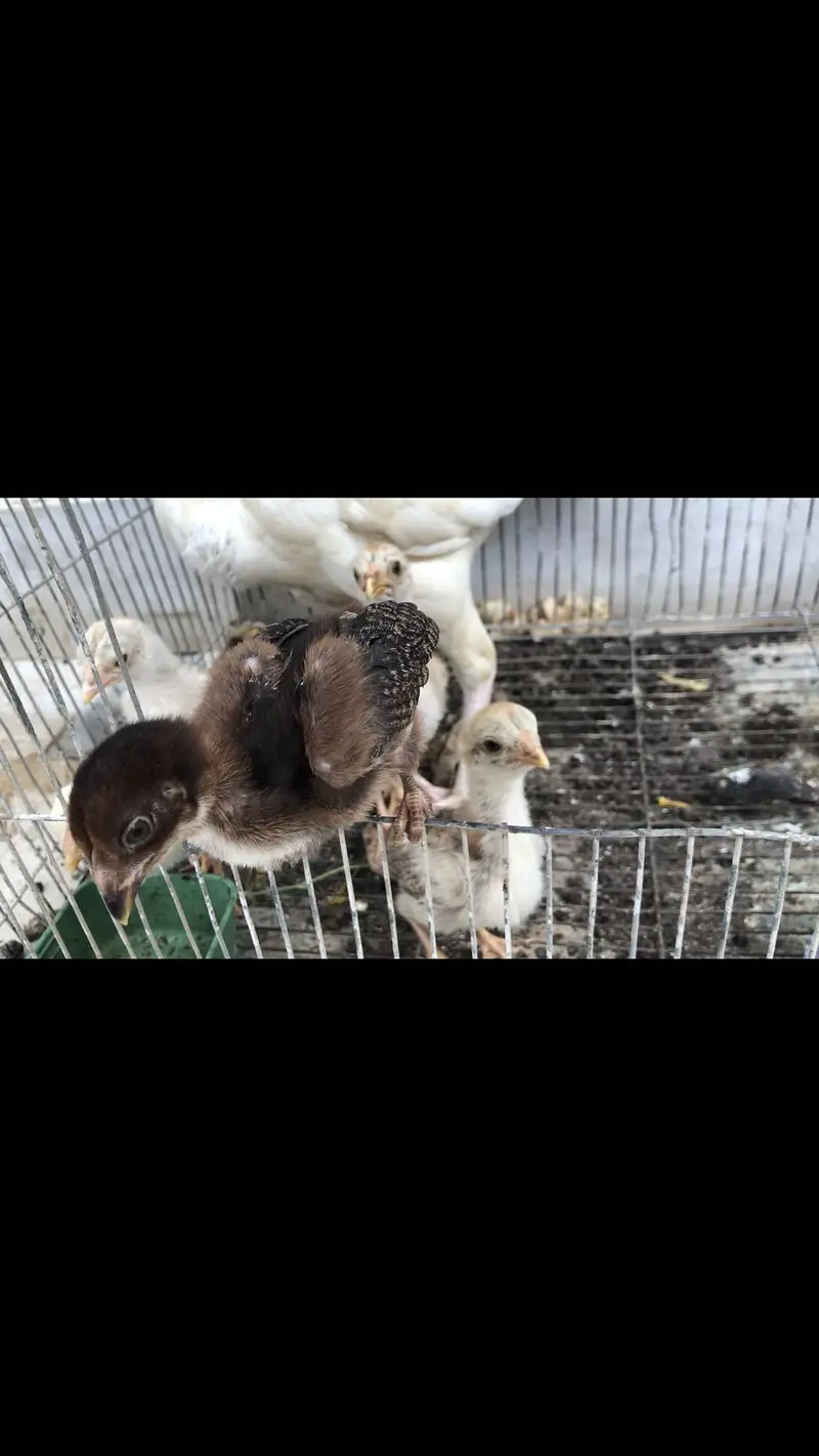 herra female with chick for sale 5 chick — photo 4