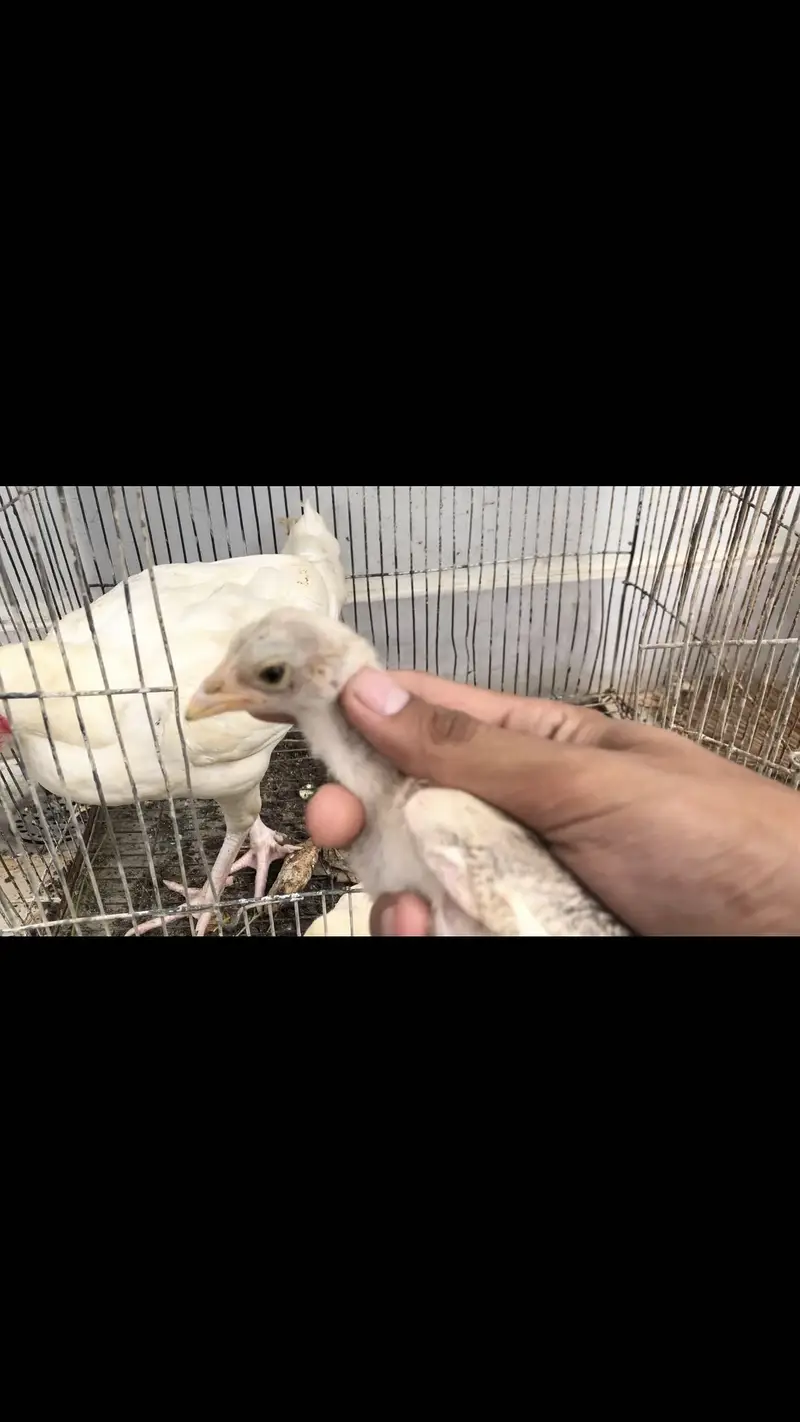 herra female with chick for sale 5 chick — photo 5