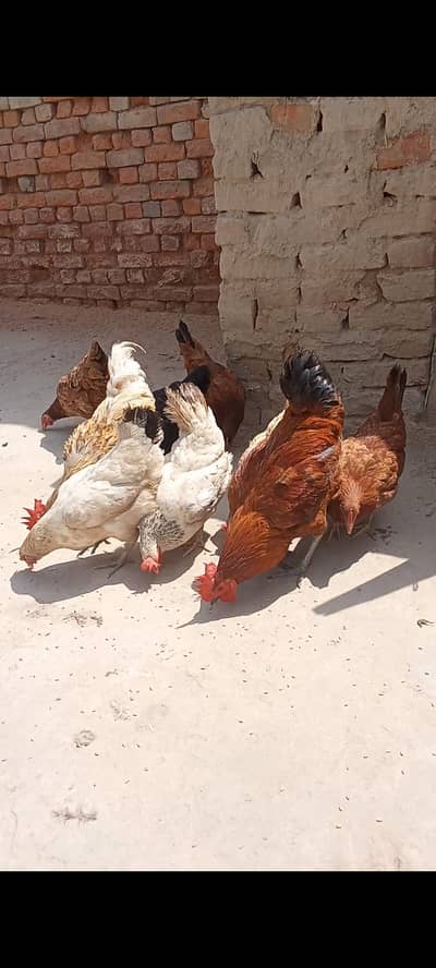 Golden misri aseel murghian murghy pathian pathy  for sale 03024003191