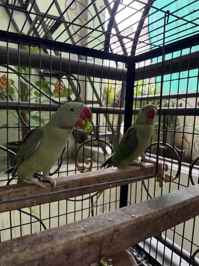 Alexandar raw parrot pair