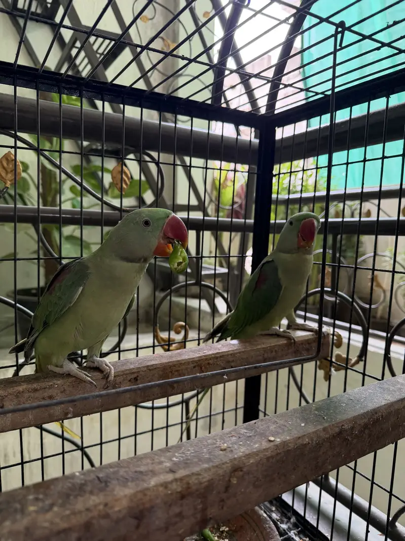 Alexandar raw parrot pair