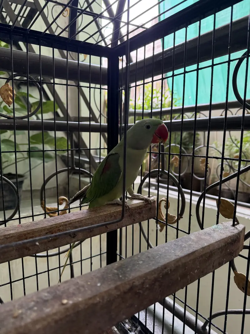Alexandar raw parrot pair — photo 2