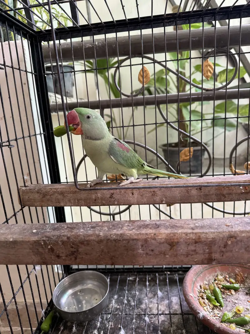 Alexandar raw parrot pair — photo 3