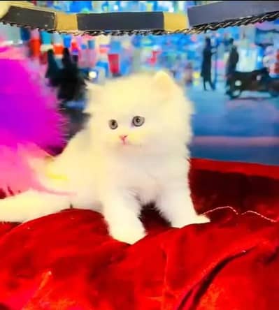(Persian female kitten) (for sale all) (Pakistan delivery available)