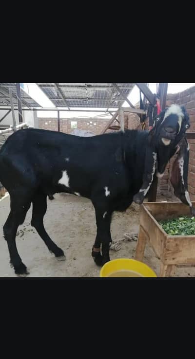 Fresh 4 Daant Breeder 03166513849