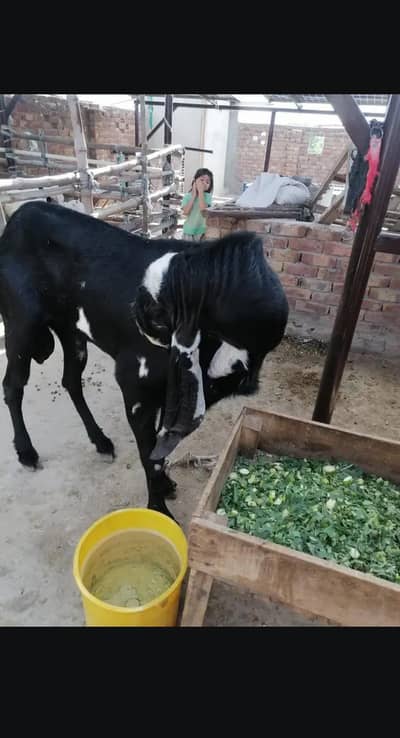 Fresh 4 Daant Breeder 03166513849