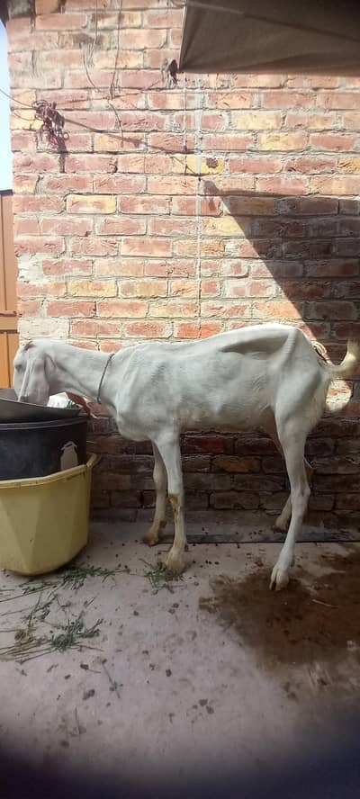 rajanpori bakri