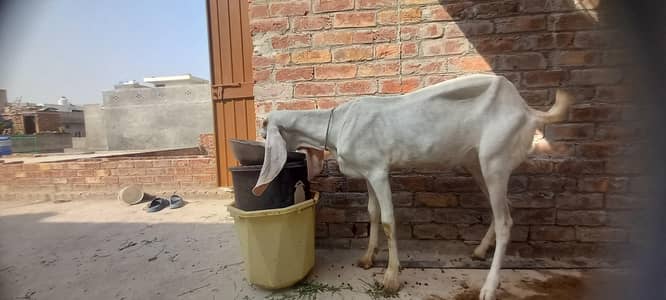 rajanpori bakri