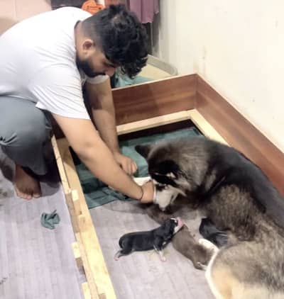 Litter Box For Mother Dog