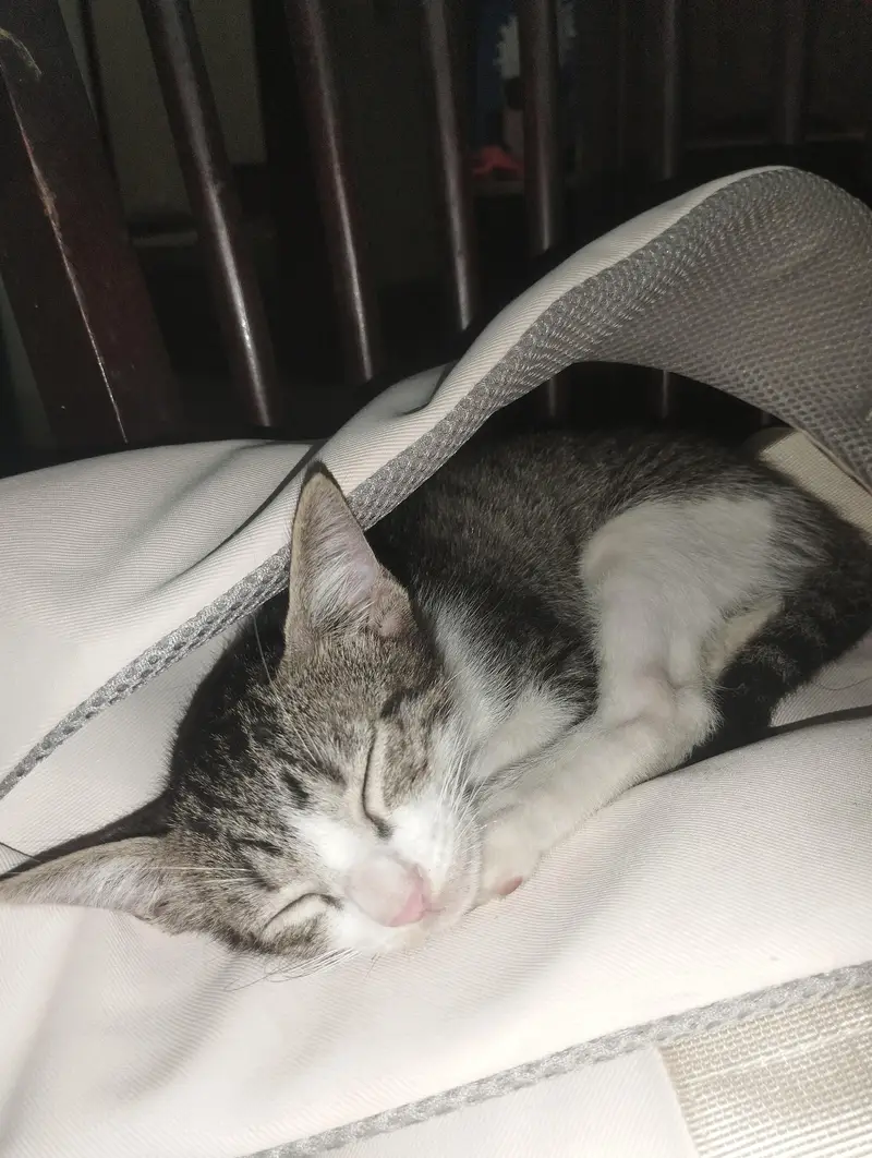 Street naughty male cat — photo 2