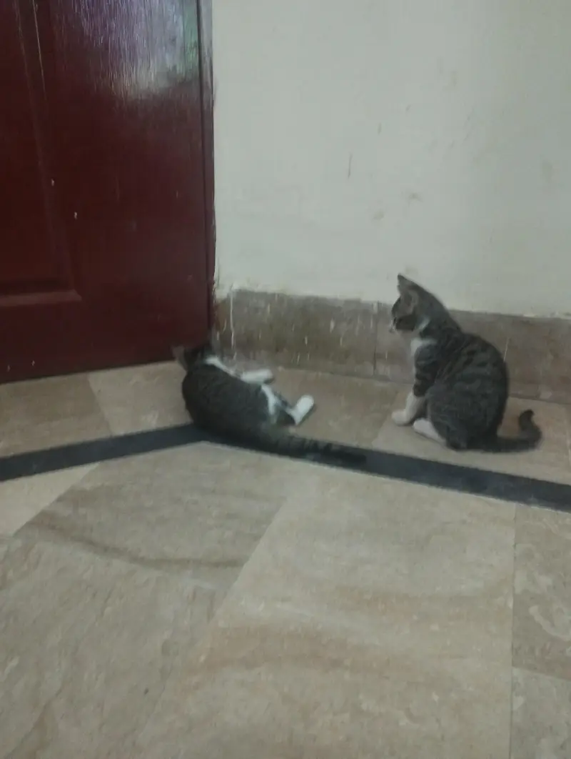 Street naughty male cat — photo 4