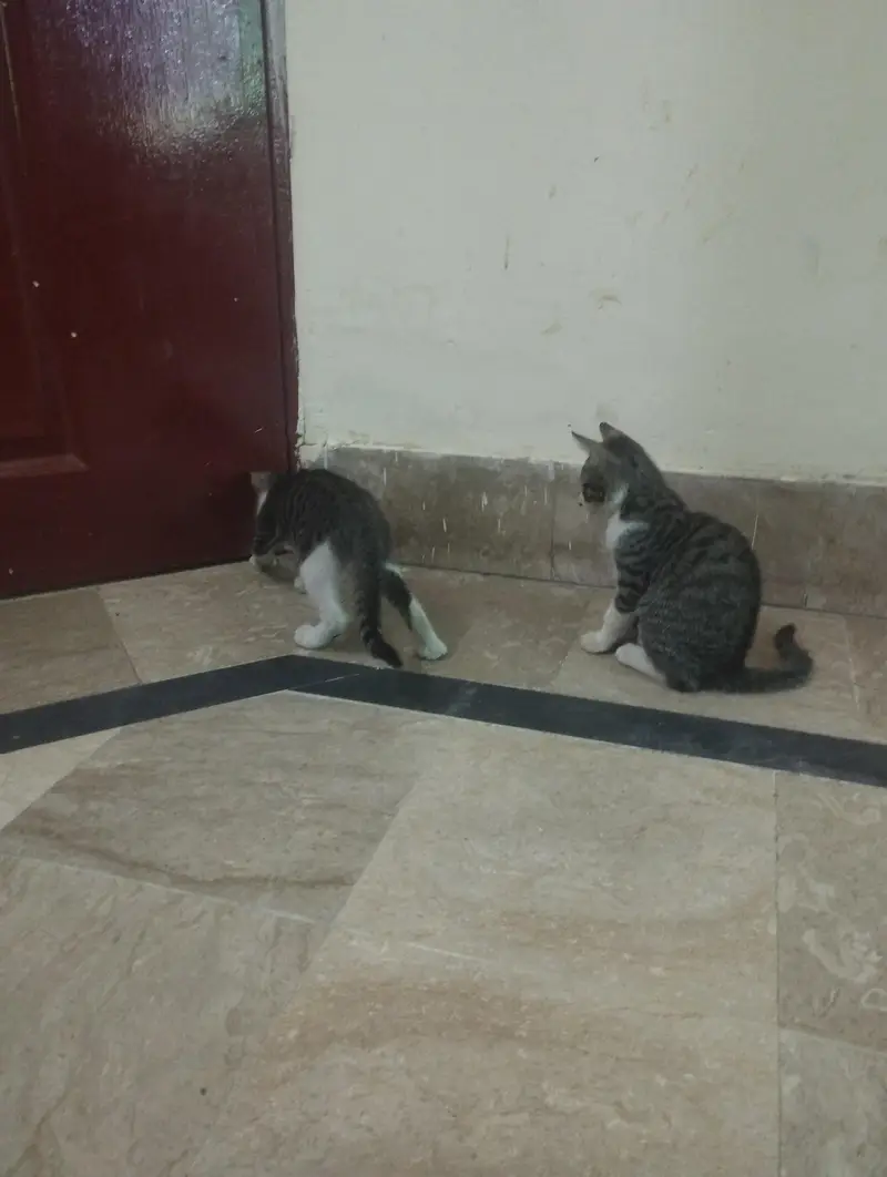Street naughty male cat — photo 5