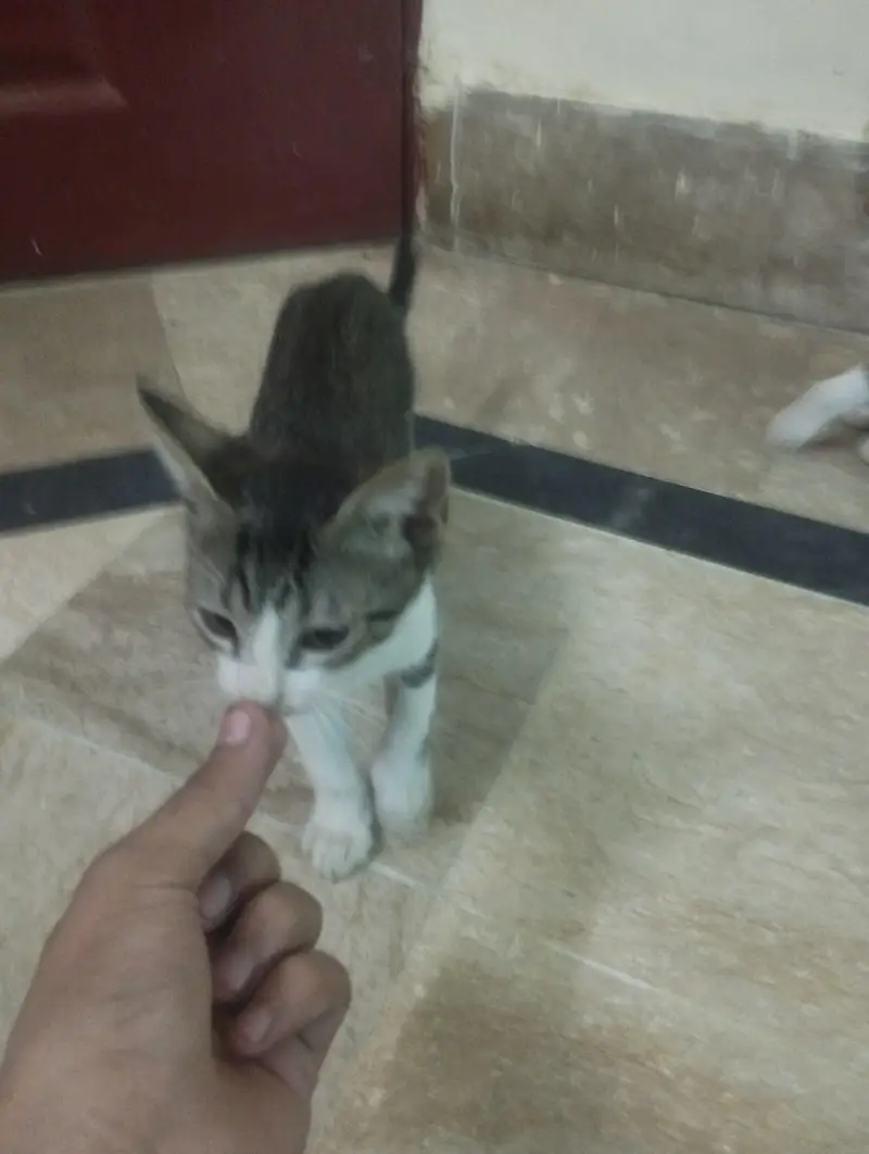 Street naughty male cat — photo 6