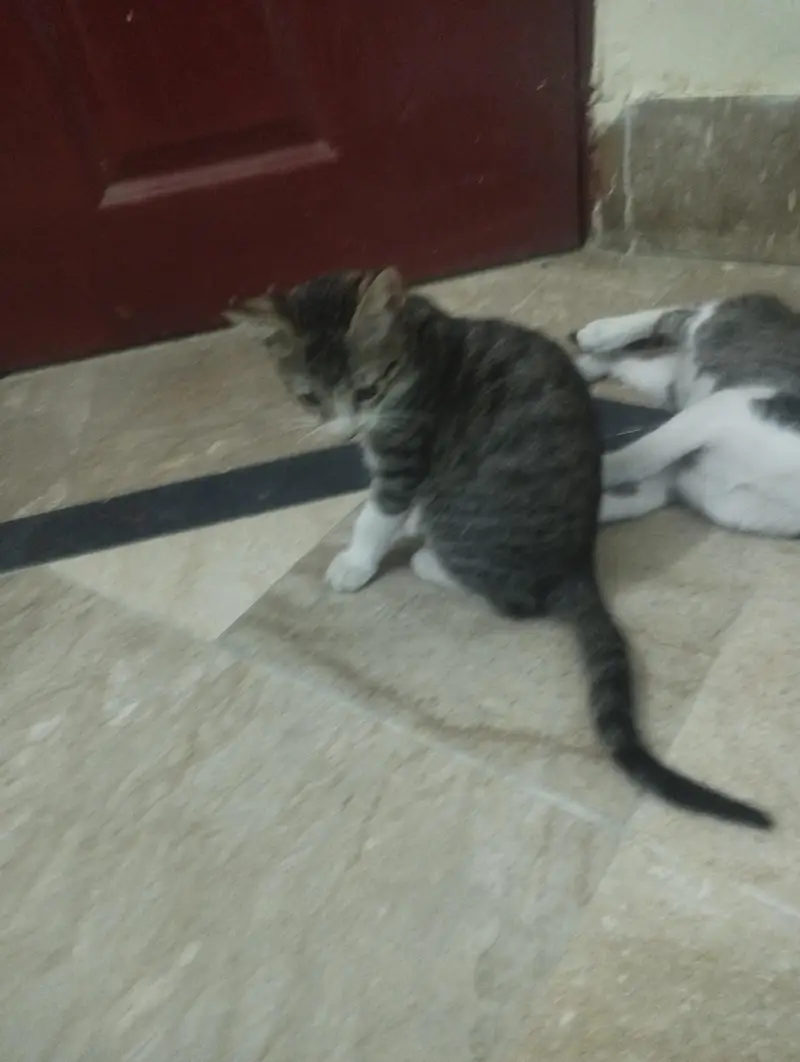 Street naughty male cat — photo 7