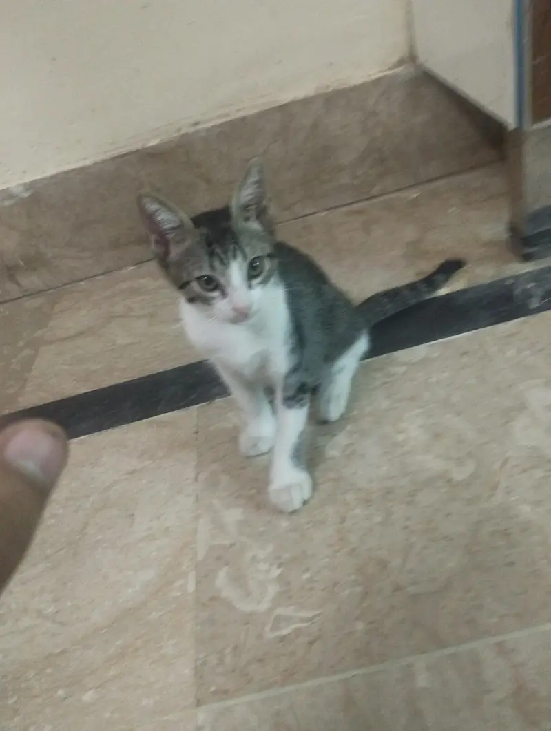 Street naughty male cat — photo 10