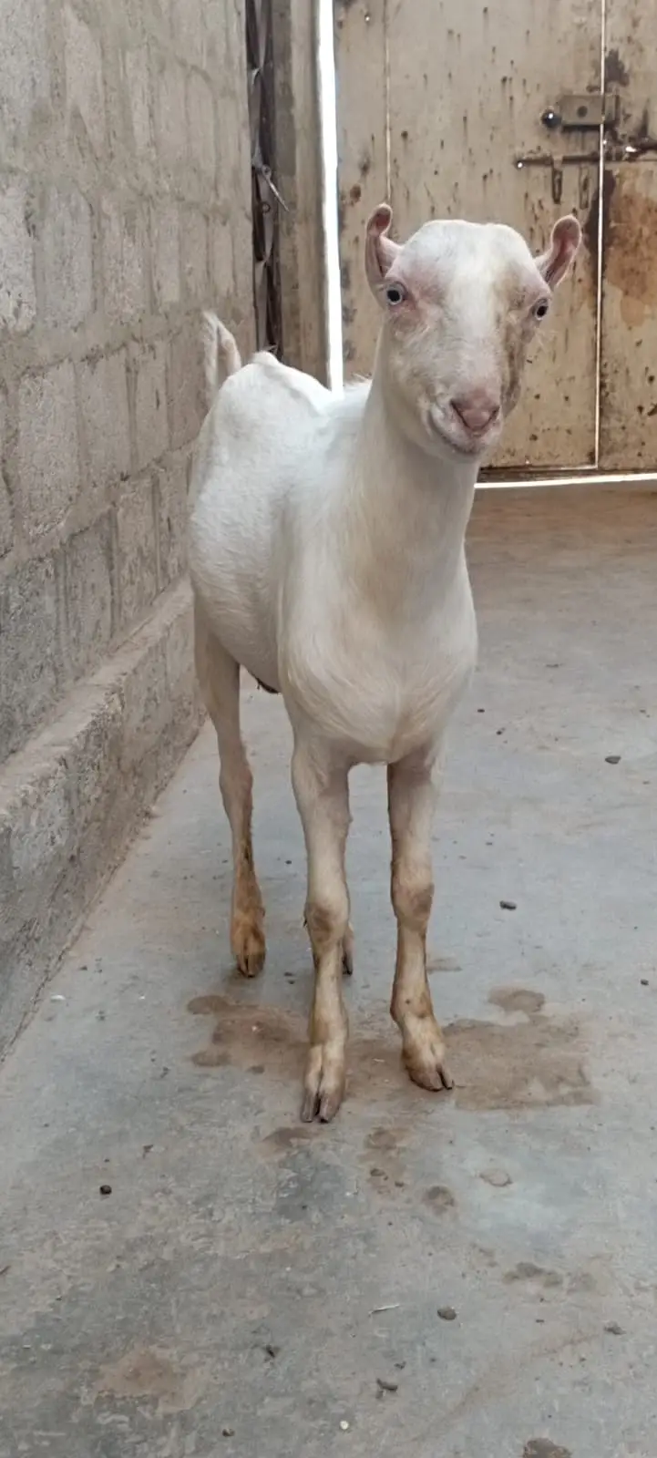 Teddy Gaot | kamori  Female Goat | High quality  | 4 dant | — photo 2