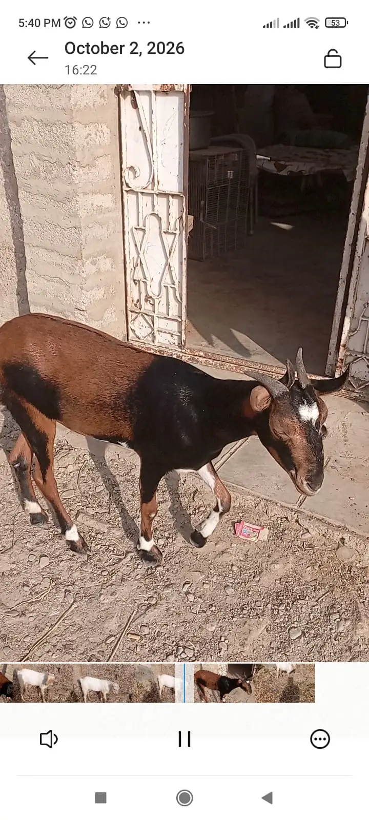 Teddy Gaot | kamori  Female Goat | High quality  | 4 dant | — photo 3