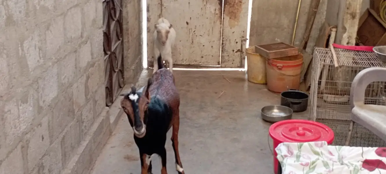 Teddy Gaot | kamori  Female Goat | High quality  | 4 dant | — photo 4