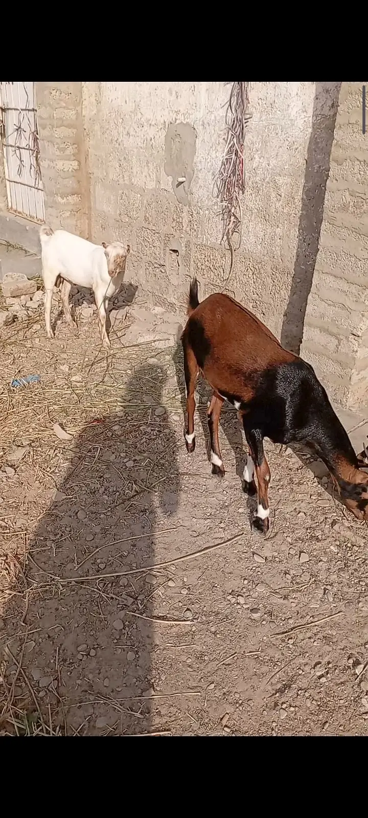 Teddy Gaot | kamori  Female Goat | High quality  | 4 dant | — photo 5