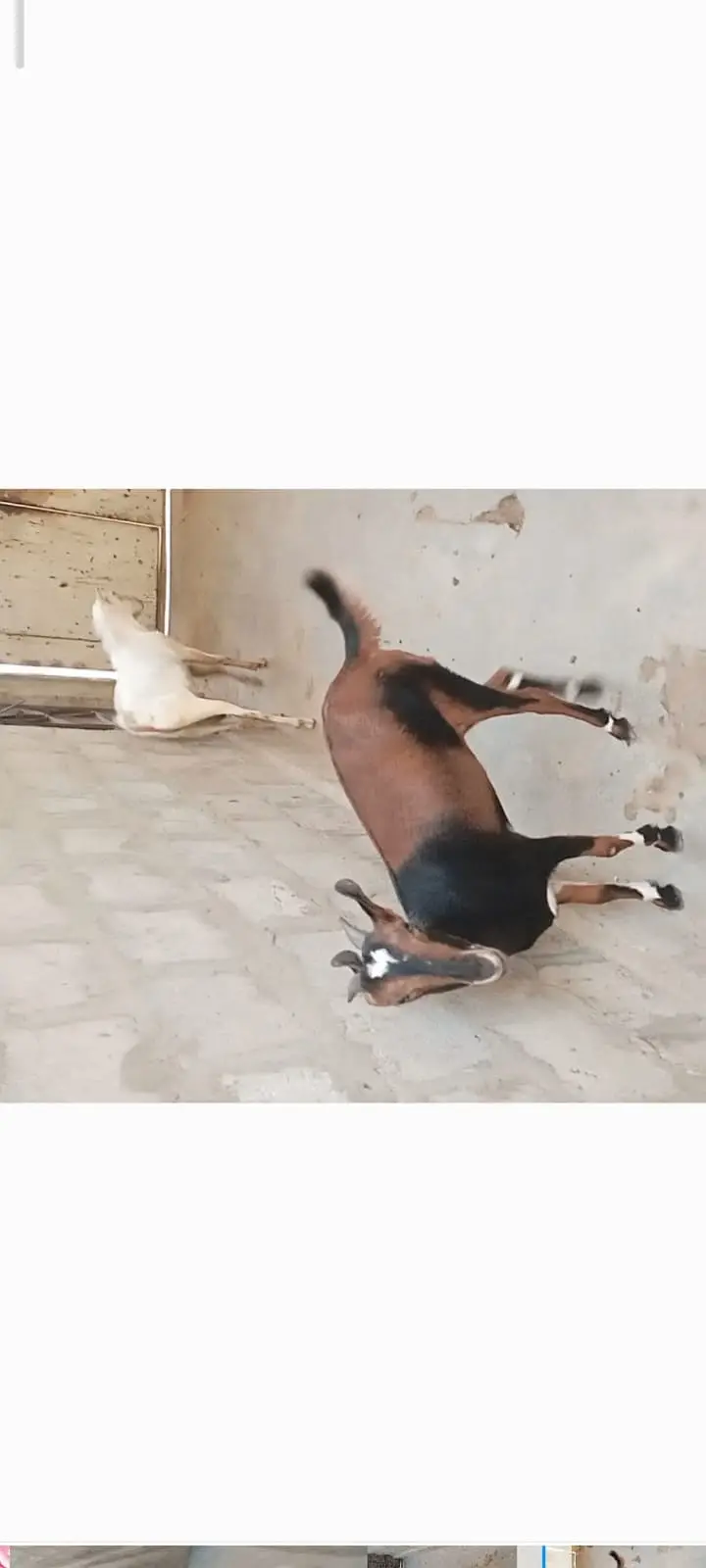 Teddy Gaot | kamori  Female Goat | High quality  | 4 dant | — photo 6