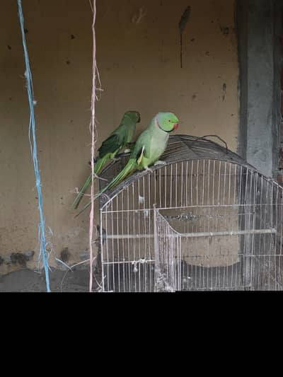Green parrot parrot beautiful pair for sale