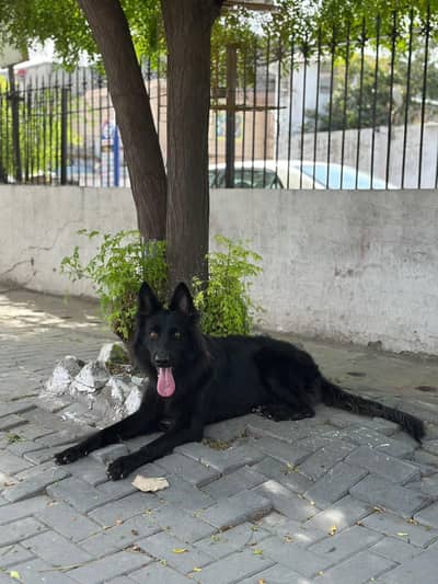 Black German Shepherd Female