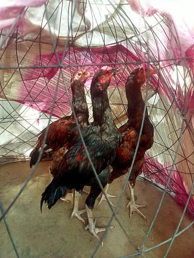 3 Aseel Pathy For sale