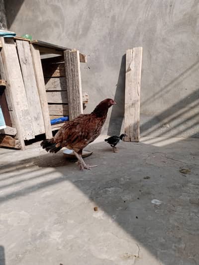 Aseel and desi hens