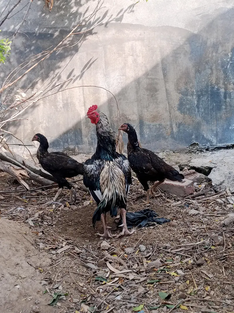 Aseel and desi hens — photo 2