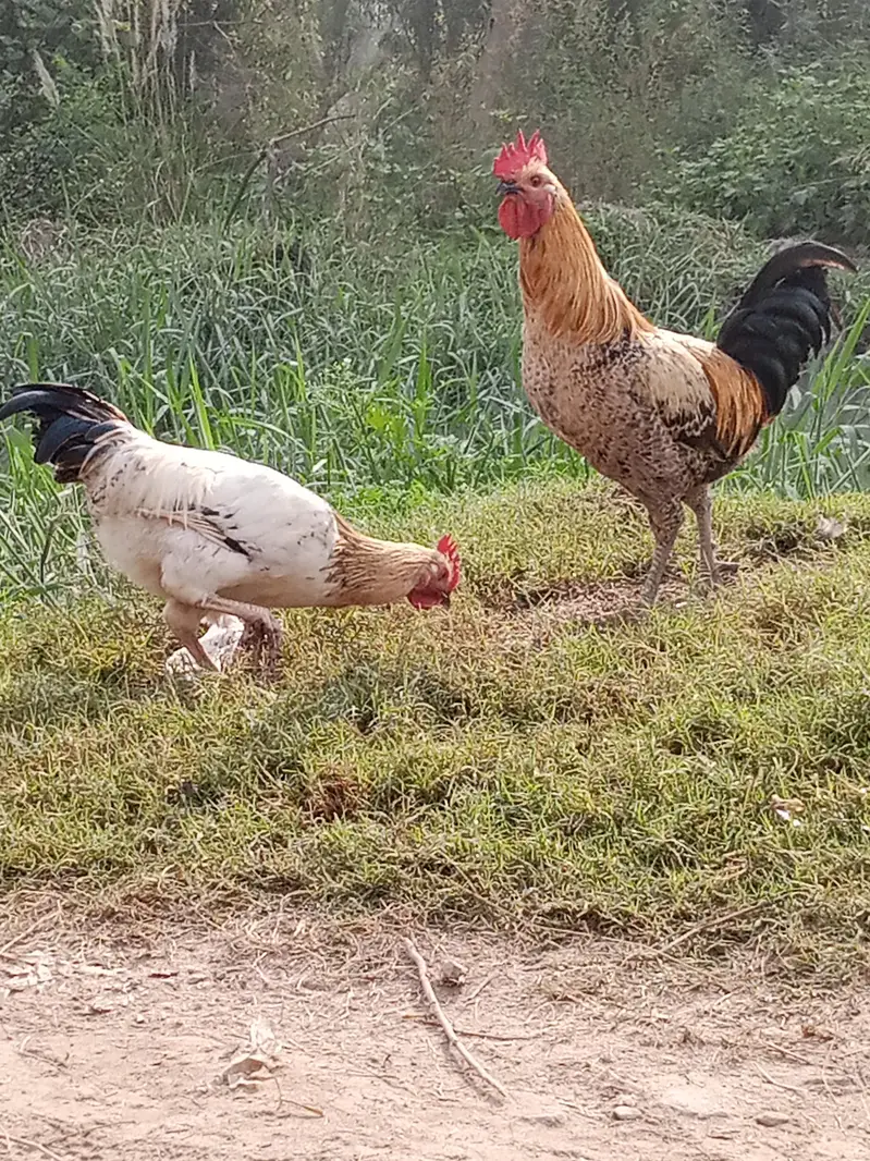 Aseel and desi hens — photo 3