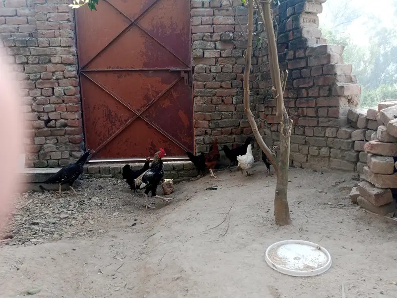 Aseel and desi hens — photo 4