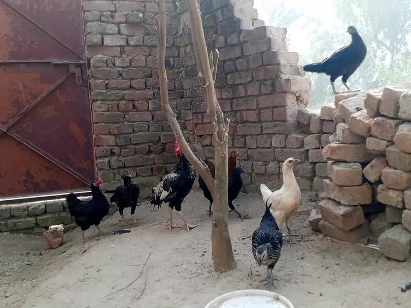Aseel and desi hens — photo 5