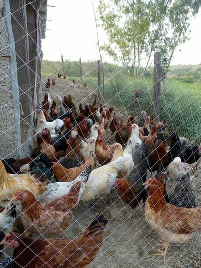 golden misri hens