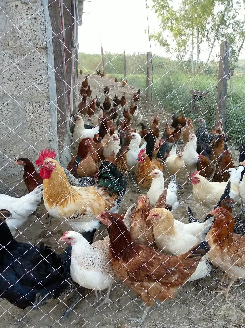 golden misri hens — photo 2