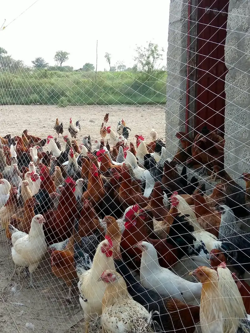 golden misri hens — photo 3