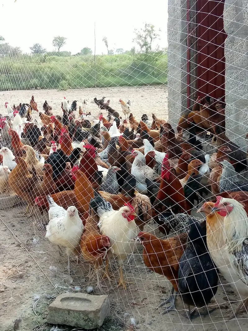 golden misri hens — photo 4