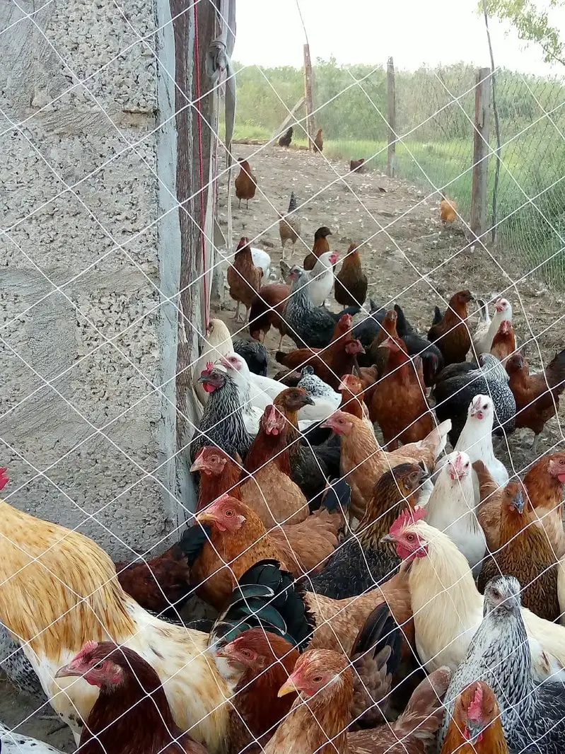 golden misri hens — photo 5