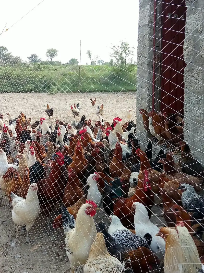 golden misri hens — photo 6