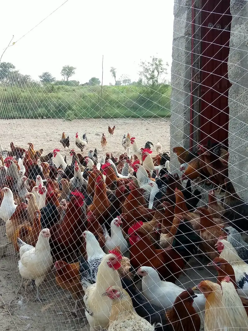 golden misri hens — photo 7