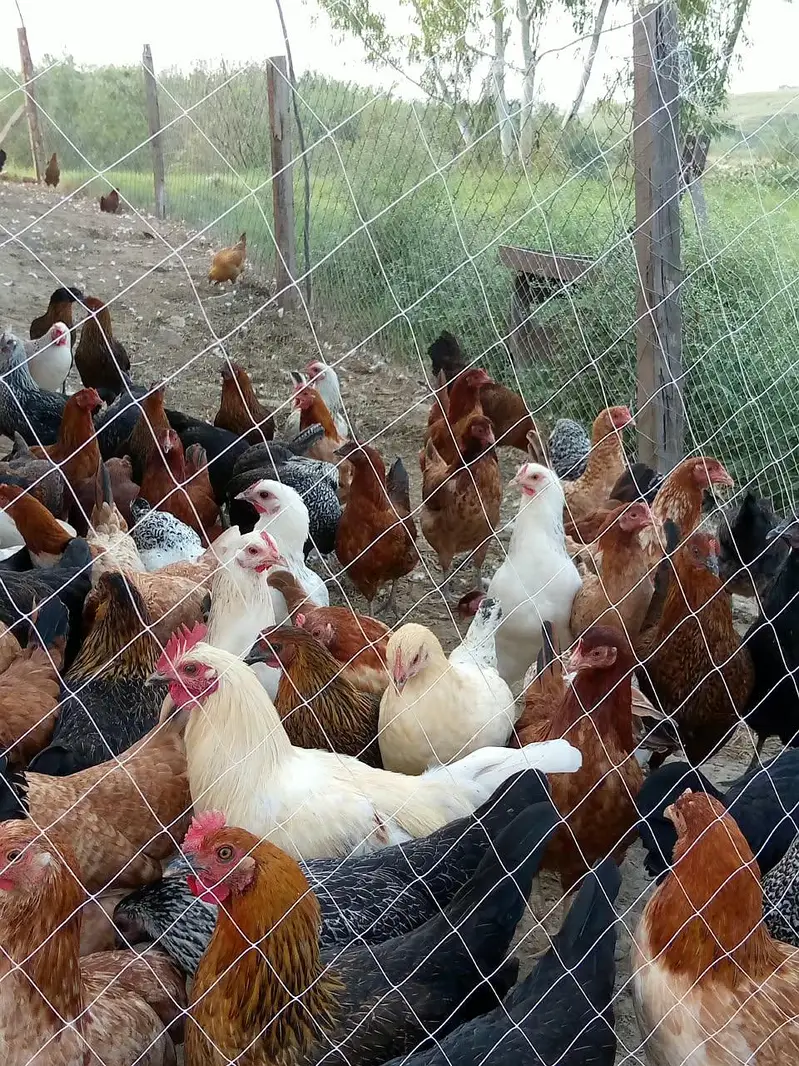 golden misri hens — photo 8