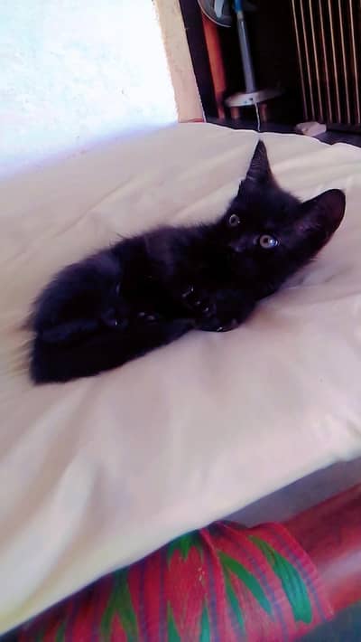 Russian black cat. .